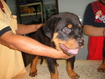  Rottweiler Top Grade - Rottweiler Dog