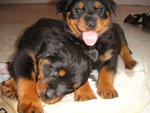  Rottweiler Top Grade - Rottweiler Dog