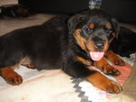  Rottweiler Top Grade - Rottweiler Dog