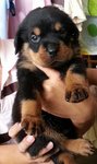  Rottweiler Top Grade - Rottweiler Dog