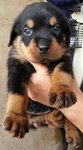  Rottweiler Top Grade - Rottweiler Dog