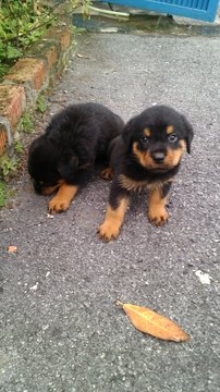  Rottweiler Top Grade - Rottweiler Dog