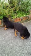  Rottweiler Top Grade - Rottweiler Dog