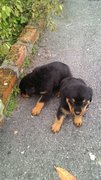  Rottweiler Top Grade - Rottweiler Dog