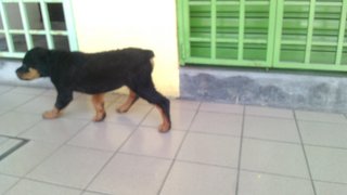  Rottweiler Top Grade - Rottweiler Dog