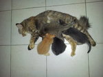 She was a caring mother, as you can see from her fat kittens