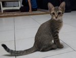 Name: Tumpis / Gender: Male