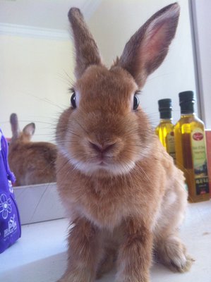 Orange  Mixed  - Netherland Dwarf Rabbit