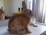 Orange  Mixed  - Netherland Dwarf Rabbit