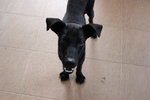 Shadow - Mixed Breed Dog