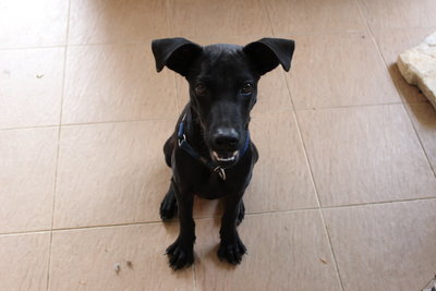 Shadow - Mixed Breed Dog