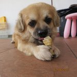 Chewing on a mini rawhide bone to clean his teeth