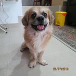 Tai Lionking - Pekingese Mix Dog