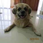 Tai Lionking - Pekingese Mix Dog