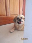 Tai Lionking - Pekingese Mix Dog