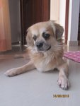 Tai Lionking - Pekingese Mix Dog