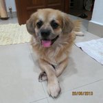 Tai Lionking - Pekingese Mix Dog