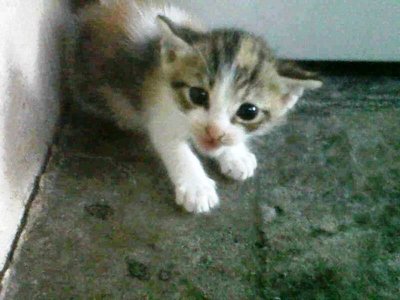 Urgent Adoption In Damansara - Domestic Medium Hair + Domestic Short Hair Cat