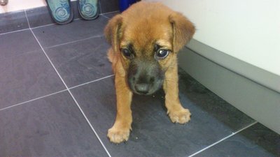 Lucky - Mixed Breed Dog