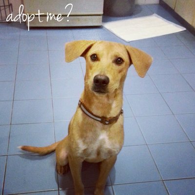 Ginger - Mixed Breed Dog