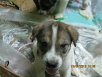 Furry White - Collie Mix Dog