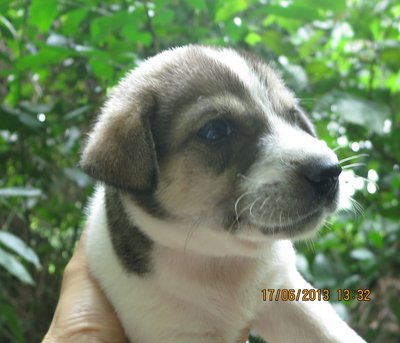 Furry White - Collie Mix Dog