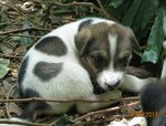 Furry White - Collie Mix Dog