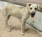 Creamer - Labrador Retriever Mix Dog