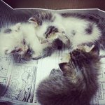 3 Adorable Kittens - Domestic Short Hair Cat