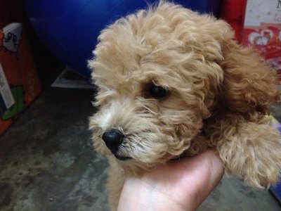 Homebreed Poodle Puppy - Poodle Dog