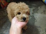 Homebreed Poodle Puppy - Poodle Dog