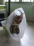 Meow Mi peeks from a bag