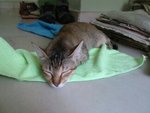 Meow Mi: "Hmm, this towel is sooo soft!"