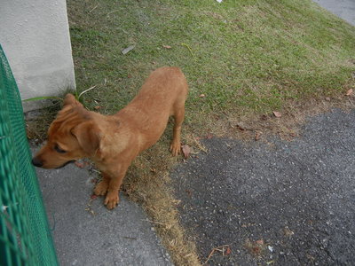 Sandy - Mixed Breed Dog