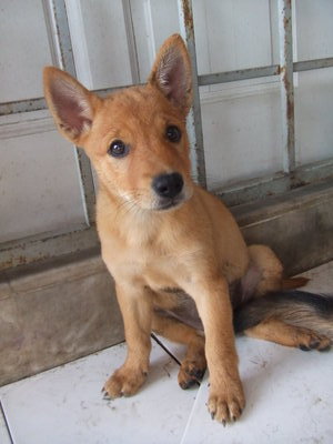 Goldenball - Terrier Mix Dog