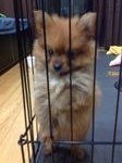 Barney - Pomeranian Dog