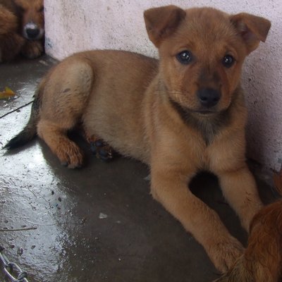 Ponyo - Terrier Mix Dog