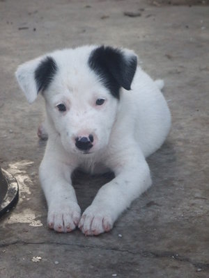 Lilo - Toy Fox Terrier Mix Dog