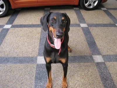 Okane - Doberman Pinscher Dog