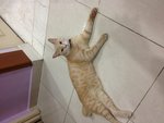 Manja - Domestic Short Hair Cat