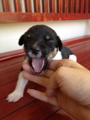 Shadow - Mixed Breed Dog