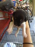 Shadow - Mixed Breed Dog