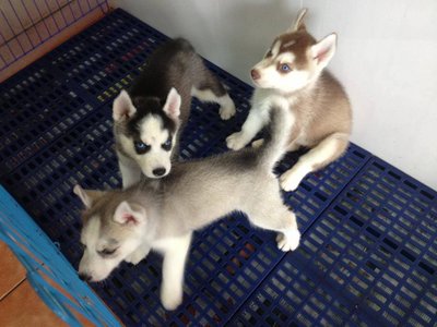 Siberian Husky Poodle Puppies  - Siberian Husky Dog