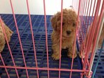 Brown Toy Poodle