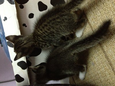 Kikky's Babies - Domestic Medium Hair Cat