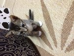 Kikky's Babies - Domestic Medium Hair Cat