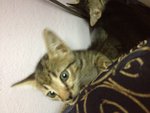 Kikky's Babies - Domestic Medium Hair Cat