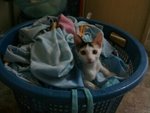 Mimi in laundry basket