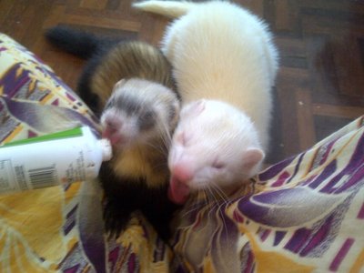 Ferret - Ferret Small & Furry