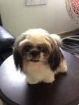 Puppy - Shih Tzu Dog